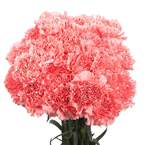 200 Pink Carnations- Fresh Flowers- Lovely Natural Blooms #TOP3