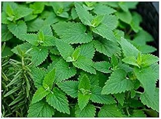 Catnip Nepeta cataria Lemon for cat Seeds Catnip Ukraine 0.1 Gram