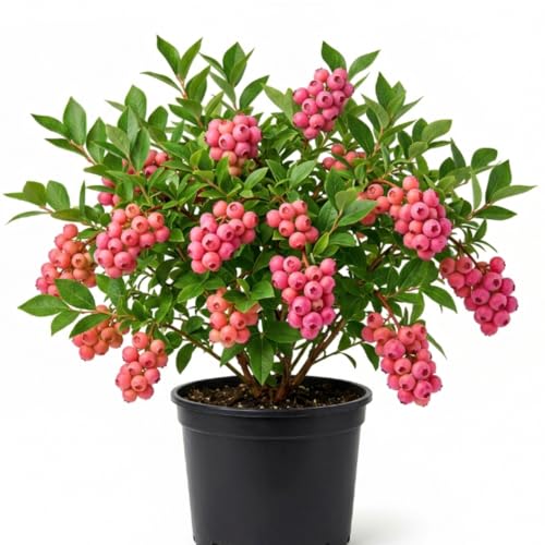 Blueberry Bush Plant Live 1-2 Feet Tall Hardy Pink Lemonade Blueberry Live Plant for Planting Gal Potted Well-Rooted Live Plant in 2 Gallon Pot No to CA