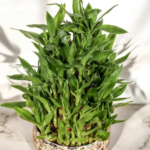 Image of Amulya Farms Live Lucky Bamboo 5 layer plant in Enamel Metal Pot | Bamboo Plants for home decoration | Indoor Plants for Home | Ideal for Living room, Balcony, Office desk & Kitchen | Vastu Plant |