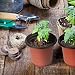 100 unids macetas de plástico Macetas de 10 cm perfectas para plantas...