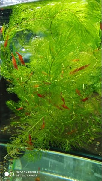 Image of Swimming Creatures Freshwater Aquarium Shrimp - A Perfect Combo to Brighten Your Aquarium! (20 Mixed + 1 Bunch Hornwort)
