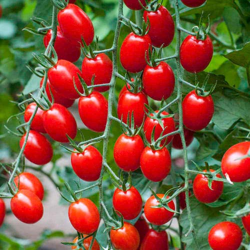See full amazon price history chart for Golden Hills Farm Hybrid Italian red cherry tomato variety vegetable 100+ seeds Golden Hills Farm Hybrid Italian red cherry tomato variety vegetable 100+ seeds (B096VZSS9Z) Amazon Price History, Amazon Price Tracker
