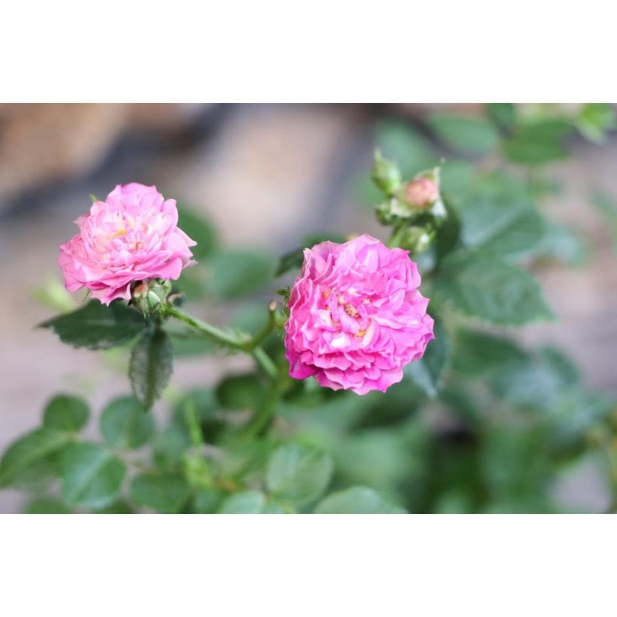 Amazon.co.jp: 四季咲き ミニバラ スイートチャリオット 3〜3.5号