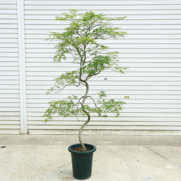 Amazon.co.jp: 庭木・植木：青しだれもみじ（青枝垂れ