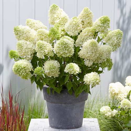 Hydrangea paniculata 'Skyfall' in a 3L Pot