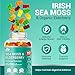 BIO VITALICA Sea Moss Gummies Elderberry BioVitalica - Vitamin C D + Zinc - Irish Seamoss Vegan Gummy with Sea Moss Gel & Powder for Immunity, Detox - for Adults and Kids (3Packs)