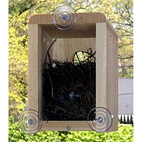 How long do sparrow birds live