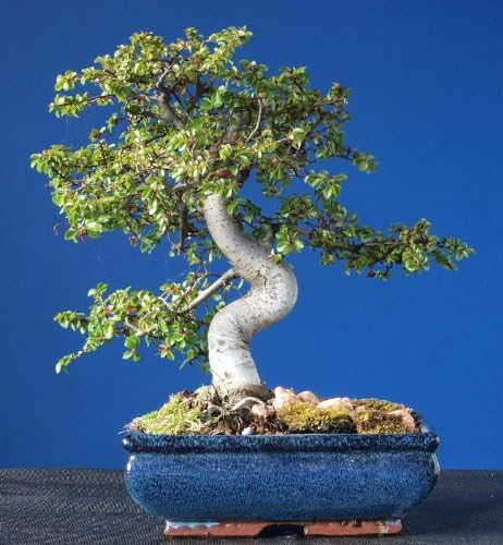 Miniatura 3 de 50 Semillas de Ulmus Parvifolia de árbol de ELM chino (Lacebark)