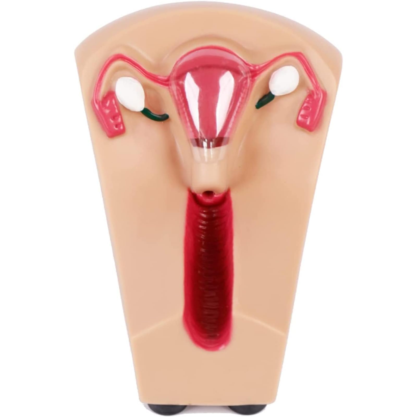 EKSED Modello di contraccezione e Formazione intrauterina Femminile - Simulatore IUD Modello di Formazione per la Pratica Medica per Studenti di Infermieristica