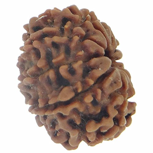 Image of Arihant Gems & Jewels Natural 10 Mukhi Nepali Rudraksha - Certified, Unisex Spiritual Bead for Men & Women | Positive Energy & Astrological Benefits