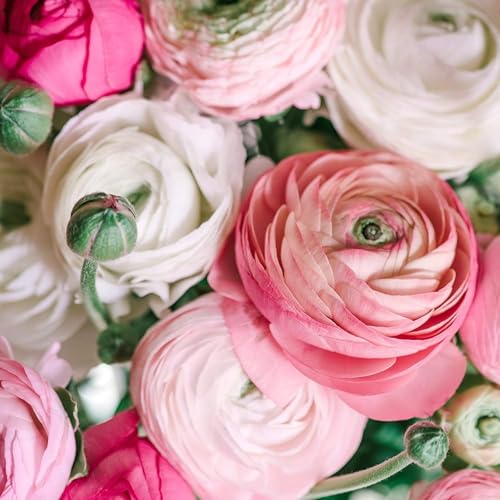 Ranunculus Pastel Mix 25 Premium Bulbs for Planting | Romantic Light Colors | Easy to Grow Perennials for Garden Beds Pots & Borders