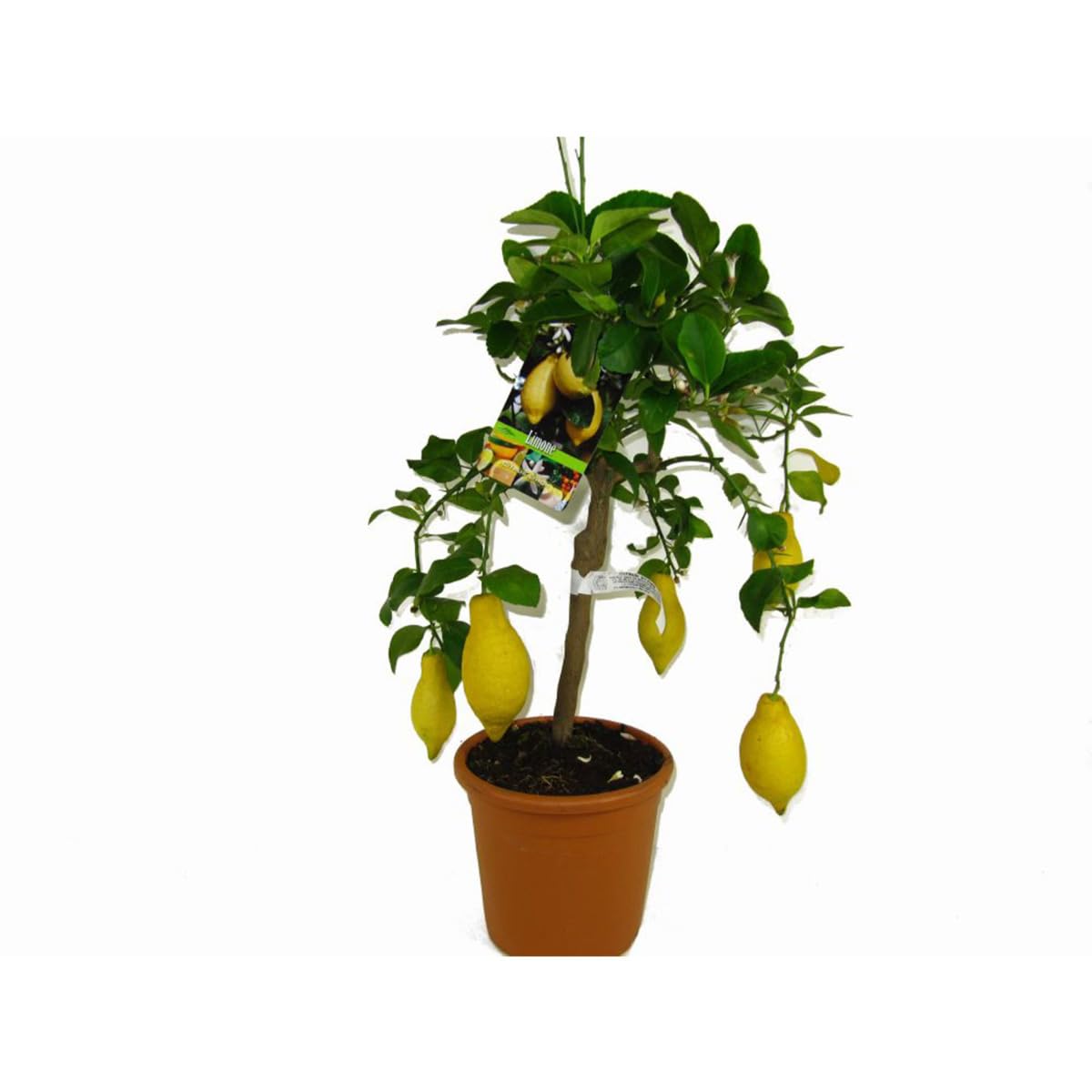 Zitronenbaum - Citrus Limon