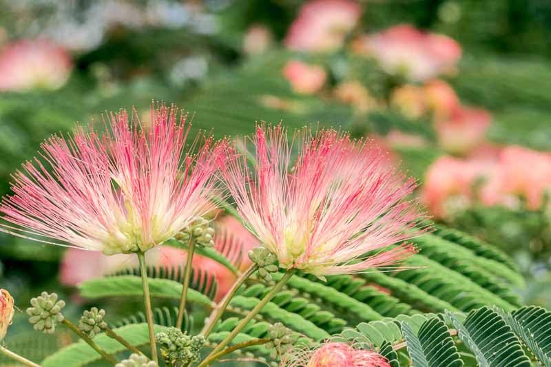 Pink Flower Persian Mimosa Silk Tree