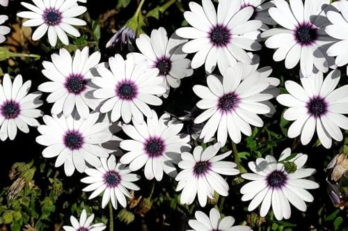 Image of Dimorphotheca Flower Seeds Pack of 50 Plus Seeds White Daisy African Daisy Seasonal Flower Seeds for Home Garden Balcony Pots Outdoor Gardening (Dimorphotheca white)