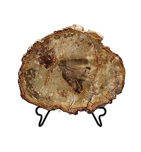 Image of Petrified Wood Slab with Stand - 4.5 to 5 inch - Natural Petrified Wood Polished on Both Sides