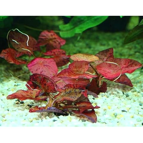 Red Tiger Lotus Bulb for Aquascaping Cover