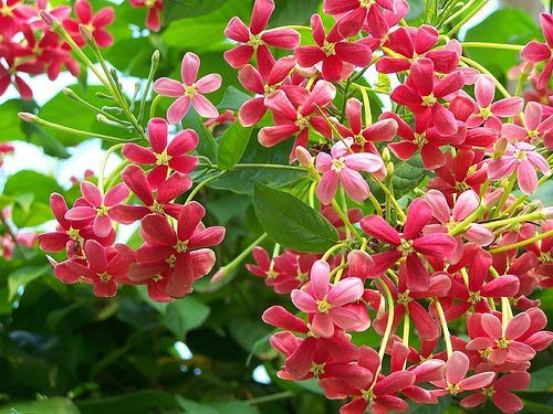Live Madhumalati - (Rangoon Creeper Flower) - 1 Plant -Climbing - Decorative Madhabilata Flower Plant (B0B5V9H3L2) Amazon Price History, Amazon Price Tracker