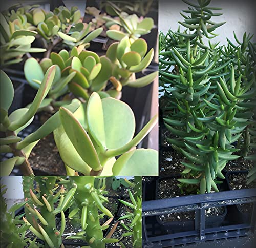 Tris di piante grasse e succulente: Crassula Ovata, Tetragona e Opuntia Subulata - coltivazione bio - età 2 anni - Image 3