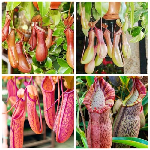 100+ Nepenthes Seeds for Planting Outdoor Home-Rare Pitcher Plant Seeds