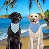 Dog Bandanas Small 2PCS, Summer Blue Boy Scarf, Durable Triangle Reversible Bibs Handkerchief for Puppy Pet