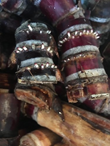 Purple Sugarcane Plants Organic 20 Roots Germinated Perennial Red Black Sugar Cane Plants Sugarcane Root Organic Plants Purple/red/Black Perennial Plants