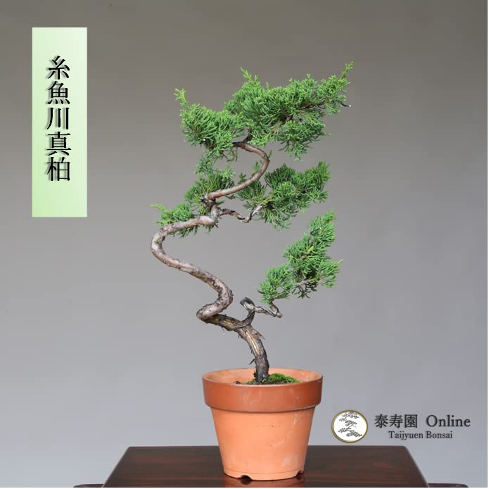 盆栽 糸魚川真柏 文人木 Amazon.co.jp: 糸魚川真柏 文人木 盆栽【泰寿園 Online】 : DIY・工具