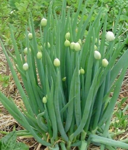 Buy4seeds 18 Seeds HERB Welsh Onion (Allium FISTULOSUM). Bunching Onion Garden Allotment Easy to Grow