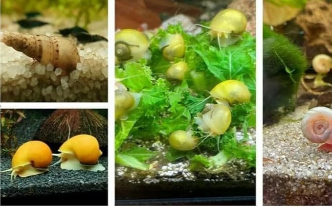 2 x Golden Apple, 3 x Pink Ramshorn & 5 x Malaysian Trumpet & Package + 15 x Calcium Blocks (7 x Mixed Snails + 15 x Calcium Blocks)
