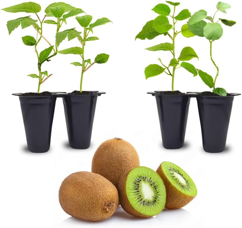Kiwi Plants Collection (4 Pack) – 2 Tomuri Male + 2 Vincent Female Live Plants for Planting, Self‑Supporting Pollination Set for Home Edible Vine Garden