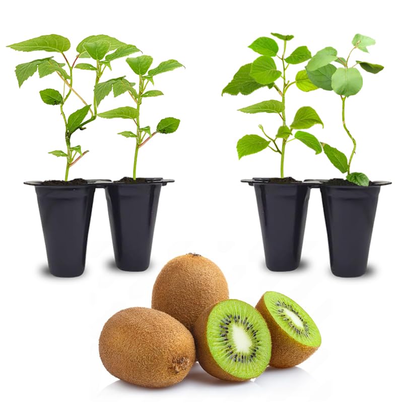 Kiwi Plants Collection (4 Pack) – 2 Tomuri Male + 2 Vincent Female Live Plants for Planting, Self‑Supporting Pollination Set for Home Edible Vine Garden