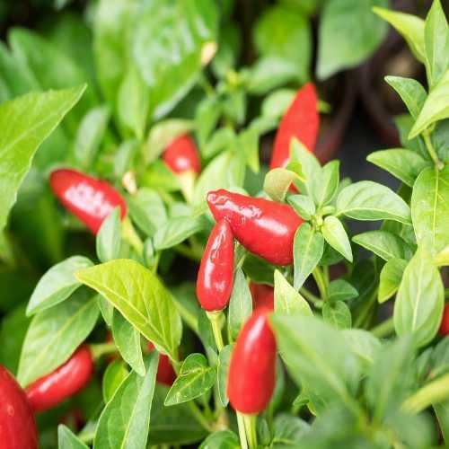 f1 chilli seeds For Home Planting,f1 chilli seeds For Home Planting
