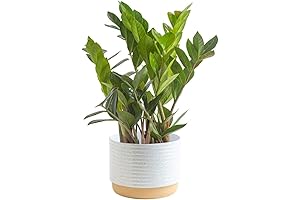 Costa Farms ZZ Plant, Natural Air Purifier, Indoor Houseplant