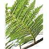 Australischer-Baumfarn -dicksonia antarctica- 25 Samen/Sporen ”Frostfest bis minus 10 Grad”