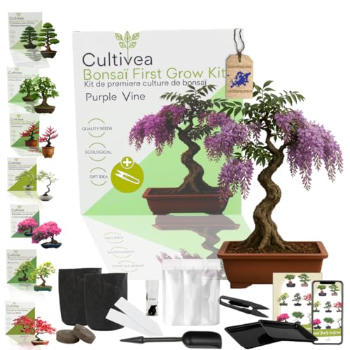 CULTIVEA Bonsai-Set First Bonsai Pflanzfertig – Gärtnern & Dekorieren – Natürliche Bonsai-Anzucht für Innen & Außen – Verschiedene Sorten, Samen, Erde & Zubehör (Purple Wine)