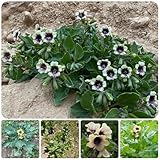 bilsenkraut rauchen Diese sind ein tolles Geschenk, einfach und lustig, es wird ein tolles Geschenk für Freunde, die gerne wachsen.