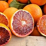 Planta Naranja Sanguina en Fitocella - Edad 2/3 Años (Foto Real)