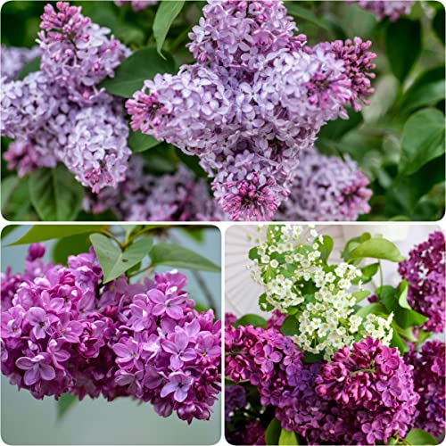 80-Mixed Lilac Seeds-Shrub Garden Plant Tree In Your Home #TOP11