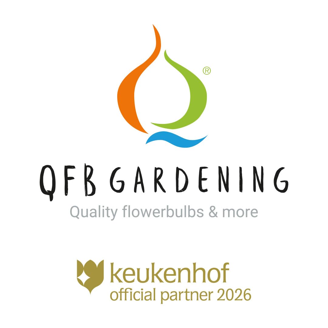 Großpackung Narzissen Dutch Master | 50 Stück | Blumenzwiebel | Schnittblume | Verwildernd | Gelb | Großpackung | 100% Blütegarantie | QFB Gardening | Trompete | Narzissenzwiebeln
