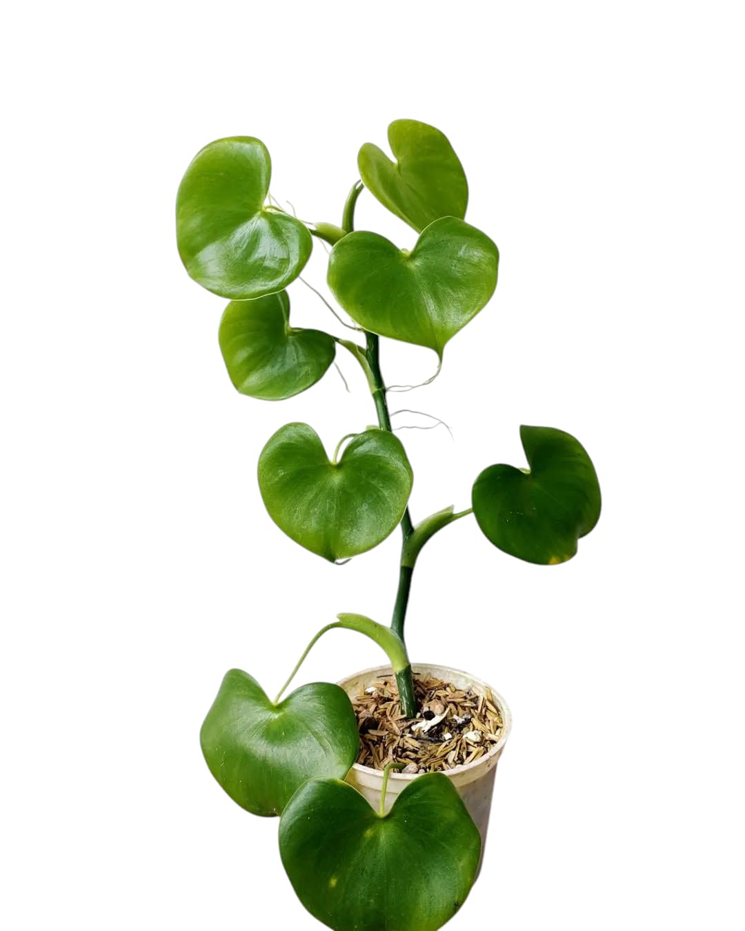 philodendron scandens arten Philodendron scandens (Kletter-Philodendron)  Jungle Leaves