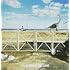 Ivy to Fraudulent Game「Singin' in the NOW (初回限定盤)」