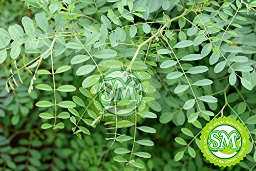 Polvo Orgánico de Hoja de Indigo Hennaveda IQRA 100g miniatura 6