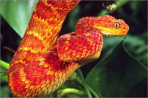 Posterlounge Lienzo 90 x 60 cm: Red Bush Viper on Tree de David Northcott/Danita Delimont - Cuadro Terminado, Cuadro sobre Bastidor, lámina terminada sobre Lienzo auténtico, impresión en Lienzo