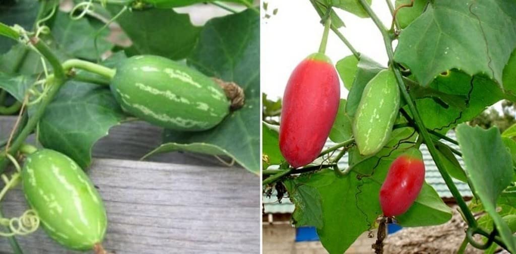 Creative Farmer Plant For Home Coccinia Grandis Voigt/Cordifolia/Indica Perennial Vegetable Vine Kitchen Garden (Stem Cutting) (Healthy Live Plant) (B09L583RL6) Amazon Price History, Amazon Price Tracker