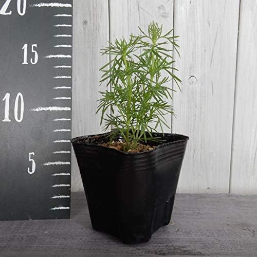 Amazon はなみどり 新感覚ハーブ マリーゴールド オレンジピール 苗 2株 ハーブ