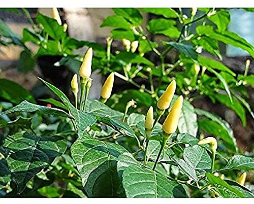 Golden Hills Farm hybrid WHITE Bird Eye Chilli Kanthari Mulaku Tiny Chilli Indian kanthari 50+ seeds (B092SL6Y18) Amazon Price History, Amazon Price Tracker