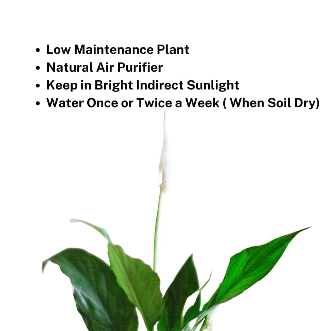 Peace Lily Combo Plant | Live Indoor Flowering Spathiphyllum | Houseplant for Home and Office | Low Maintenance Decorative Plant for Gifting With Pot (PEACE LILY) Peace Lily Combo Plant | Live Indoor Flowering Spathiphyllum | Houseplant for Home and Office | Low Maintenance Decorative Plant for Gifting With Pot (PEACE LILY)