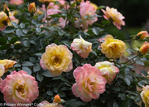 Oso Easy Italian Ice Landscape Rose (Rosa) Live Shrub, Orange, Pink, and Yellow Flowers, 1 Gallon