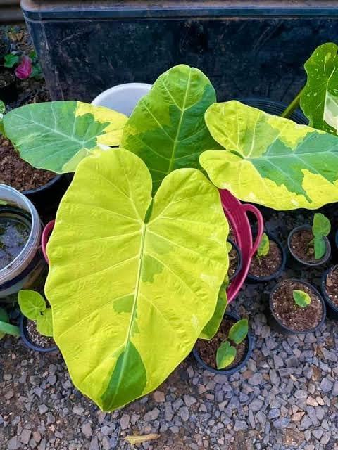 5 LIVE BULBS Colocasia Gigantea Thailand Giant Thai Giant Elephant - Foto 7