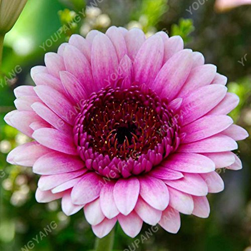 100pcs Seltene Gerbera Samen Bonsai Topfpflanze Blumensamen Familiengarten  Mischfarben Perennial Chrysanthemum leicht zu zchten 23 : Seeds Only :  Amazon.de: Garten